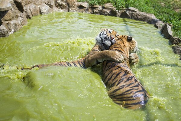 Амурские тигры играют в бассейне в зоопарке Будапешта, Венгрия