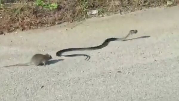Крыса спасла детеныша от змеи