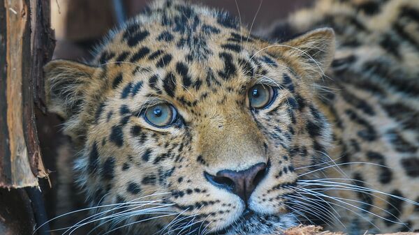 Дальневосточного леопарда привезли в Центр воспроизводства редких видов животных Московского зоопарка