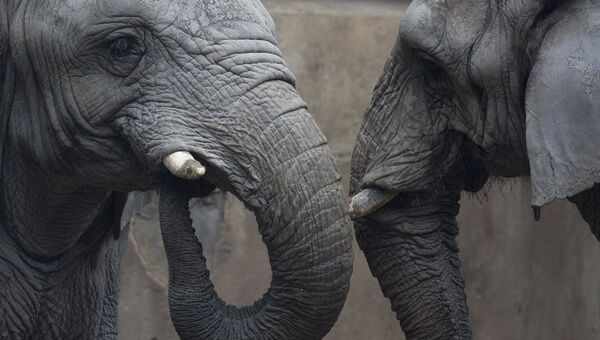 Слоны. Архивное фото