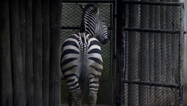 Зебра в закрывшемся зоопарке Буэнос-Айреса