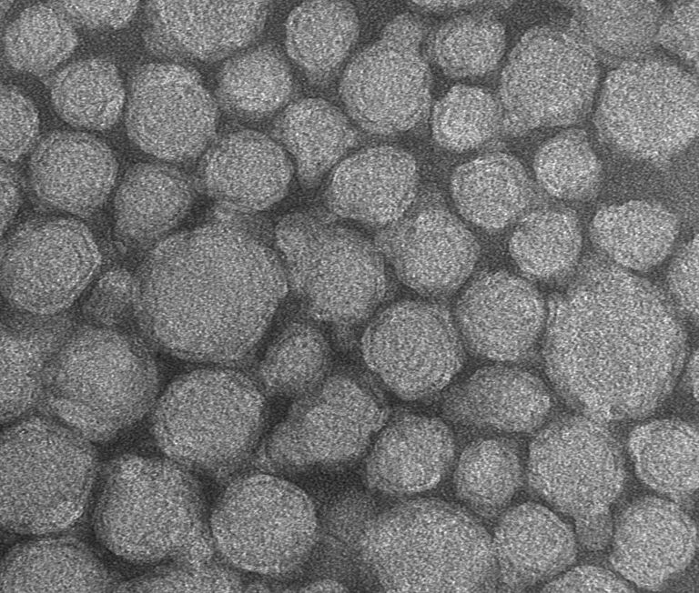 Частицы РНК-нановакцины под микроскопом Частицы РНК-нановакцины под микроскопом