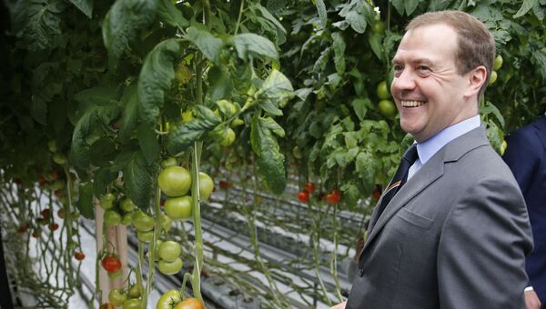 Председатель правительства РФ Дмитрий Медведев во время посещения сельскохозяйственного предприятия Матвеевское в Московской области