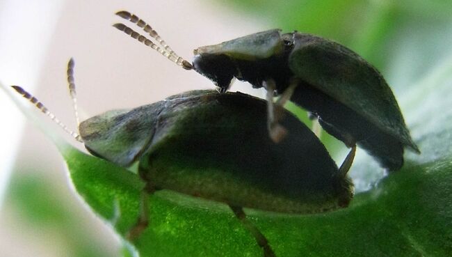 Жуки Cassida rubiginosa