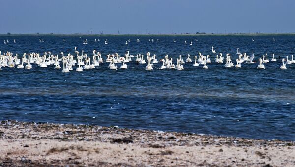 Лебеди-шипуны в природном заповеднике Лебяжьи острова в Крыму