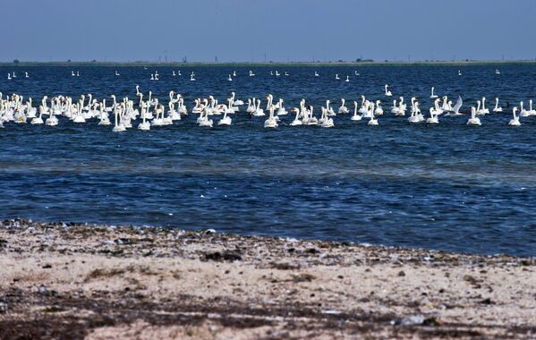 Лебеди-шипуны в природном заповеднике Лебяжьи острова в Крыму