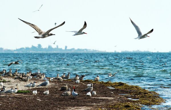 Птицы в природном заповеднике Лебяжьи острова в Крыму