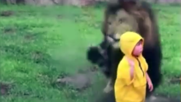Лев бежит на ребенка. Кадр из видео.