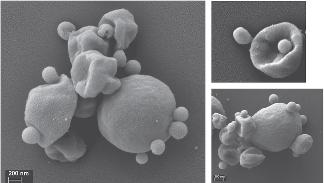 Кислотные археи, микрофотография со сканирующего электронного микроскопа