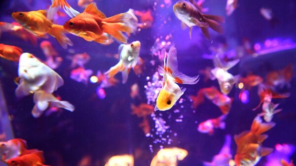 Золотые рыбки плавают в аквариуме. Архивное фото