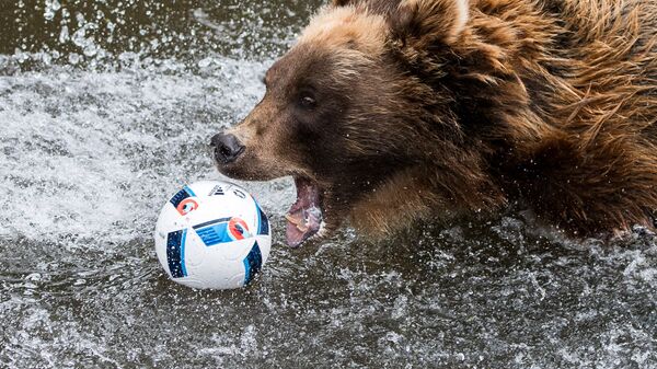 Медведь играет с футбольным мячом. Архивное фото