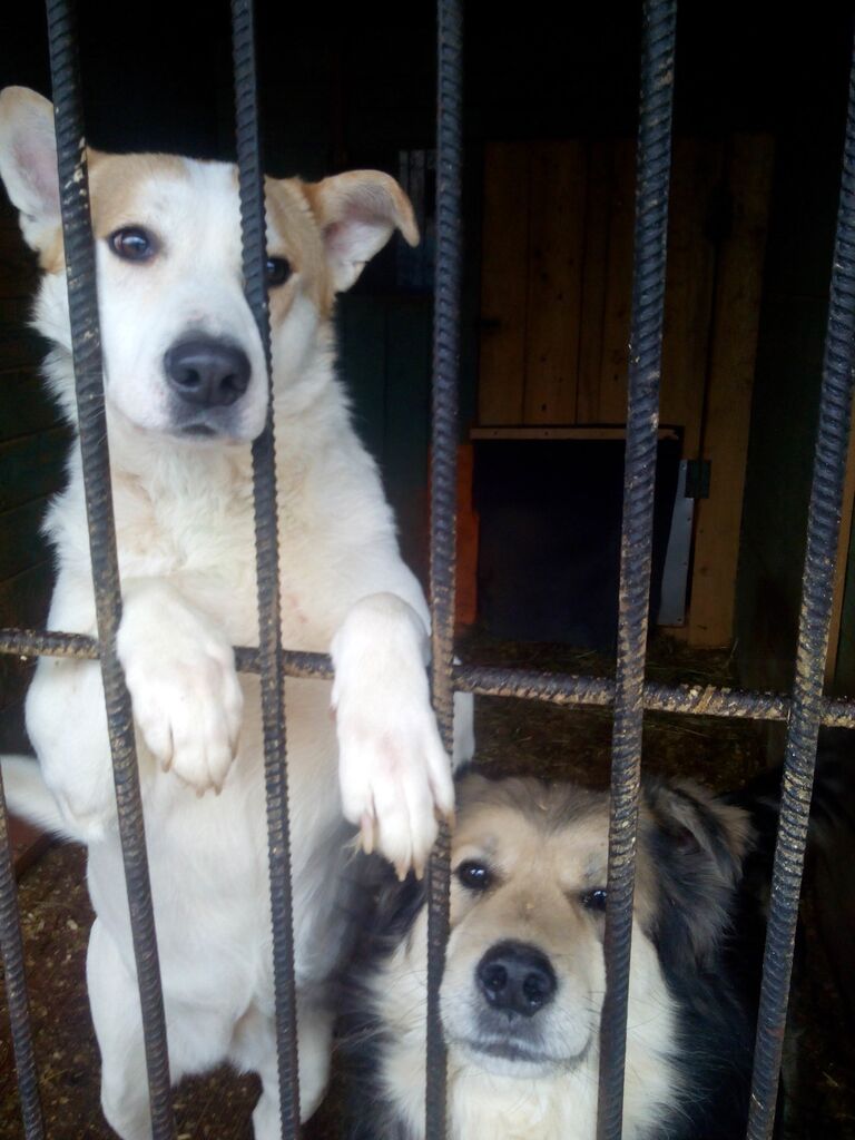 Московский приют для животных Искра Московский приют для животных Искра