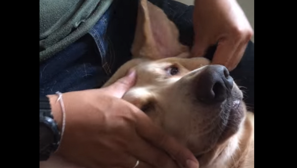 Как делать собаке массаж