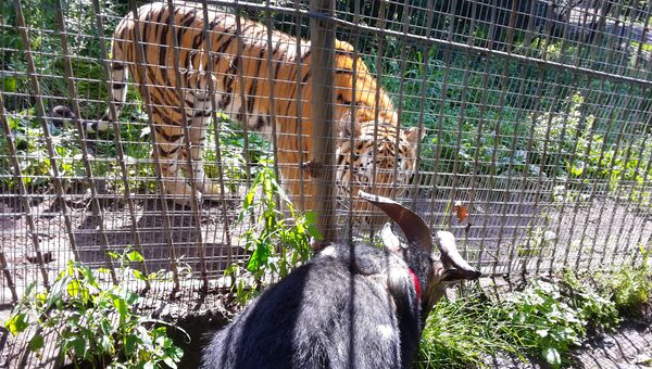 Козёл Тимур и тигр Амур в Приморском Сафари-парке