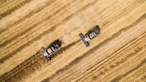 Уборка пшеницы в Краснодарском крае. Архивное фото