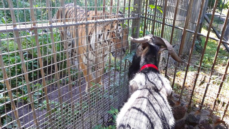 Козёл Тимур и тигр Амур в Приморском Сафари-парке