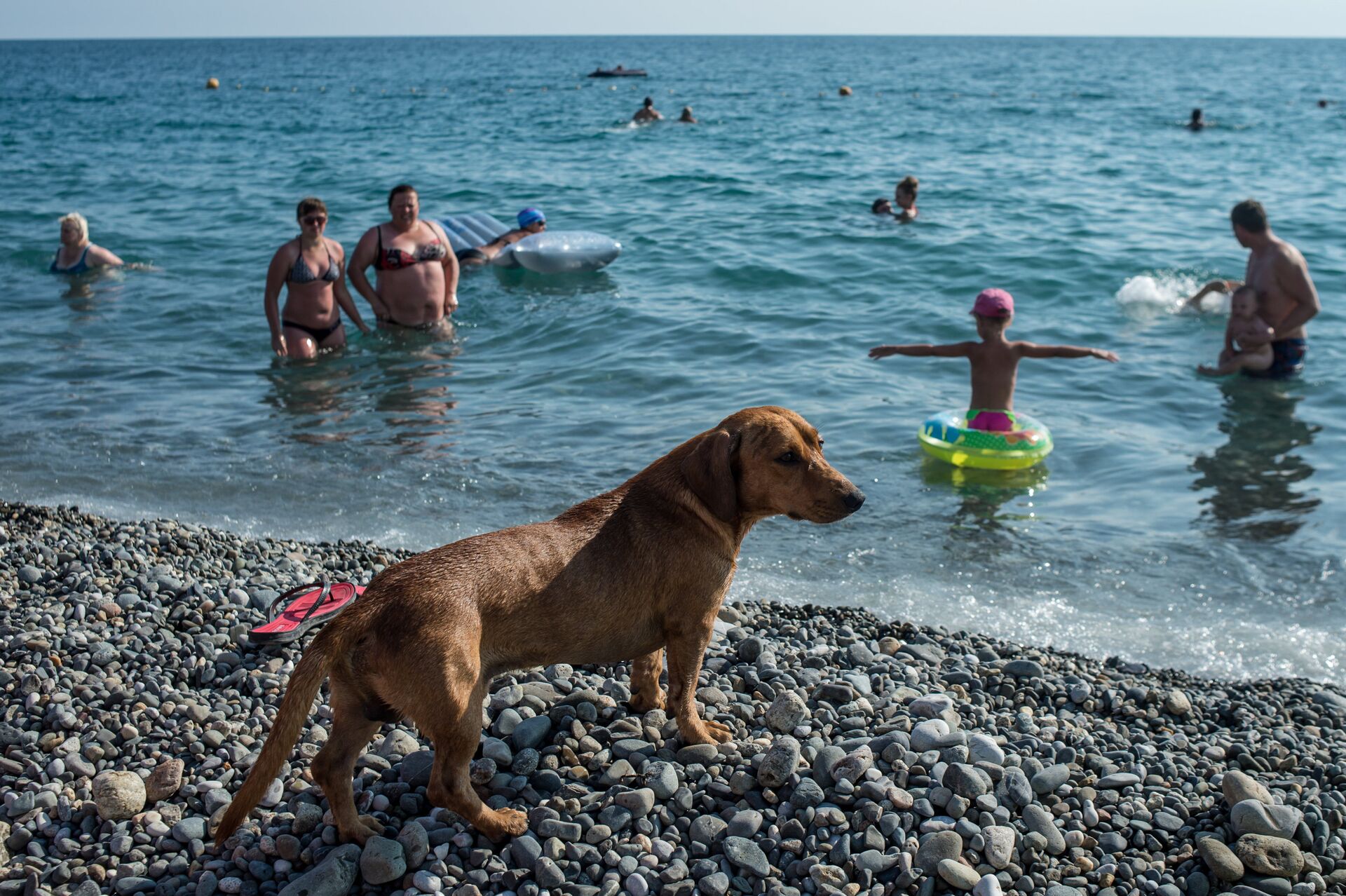 Собака на пляже около Олимпийского парка в Сочи - РИА Новости, 1920, 02.03.2021