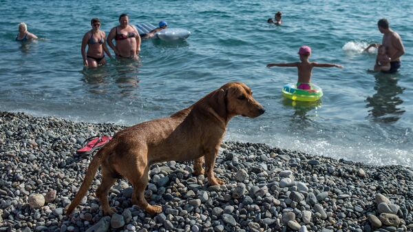 Собака на пляже около Олимпийского парка в Сочи