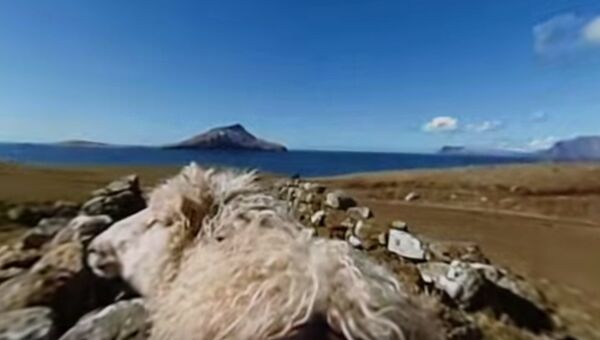Овцы и панорамная съемка