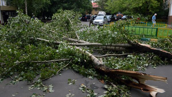 Обломки сломанного ветром дерева на улице города Москвы. Архивное фото