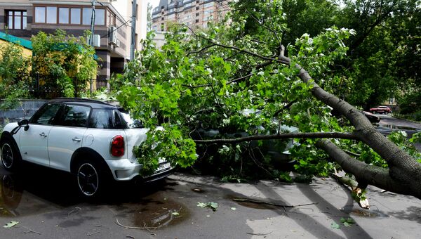 Обломки сломанного ураганом дерева в Москве