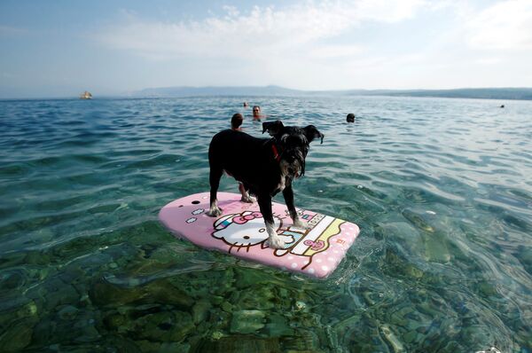 Собака на пляже для животных и их хозяев в Цриквенице