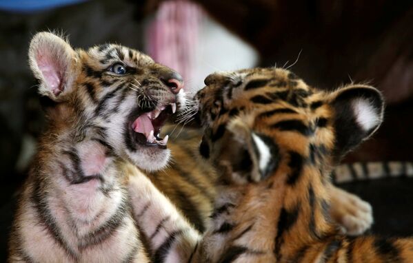 Тигрята в зоопарке Манилы