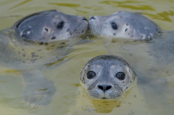 Три детеныша тюленей в бассейне на селекционной станции в Фридрихскоге