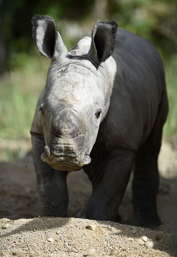 Новорожденный белый носорог в зоопарке Амневиля
