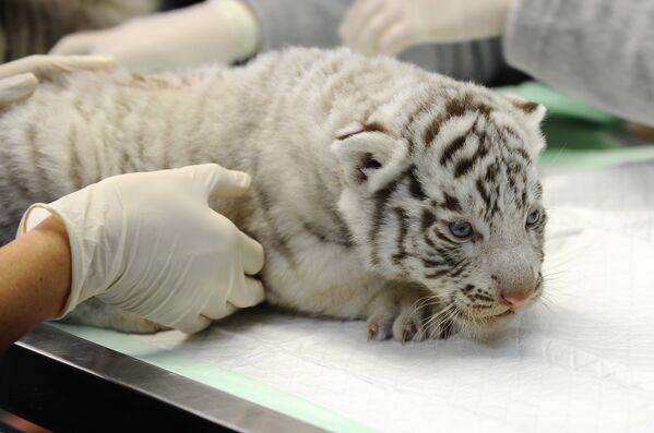Новорожденный белый тигренок в зоопарке Амневиля