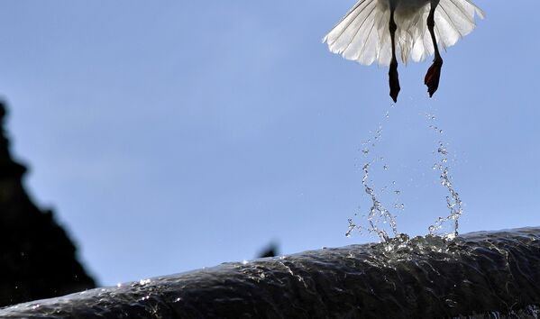 Чайка вылетает из фонтана в центре Рима. Июль 2016