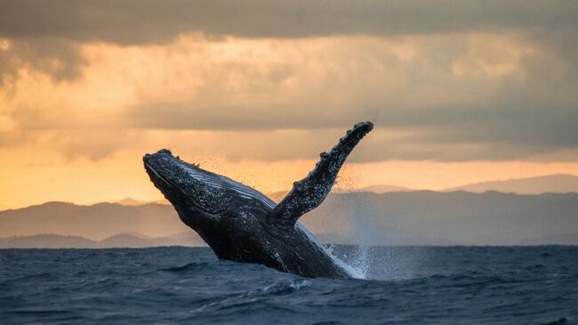 Прыжок горбатого кита над водой. Архивное фото