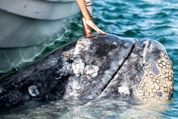 23 июля всемирный день китов и дельфинов с 1986 г