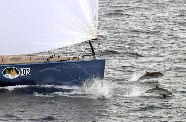 Пара дельфинов плывут перед яхтой в Сидней