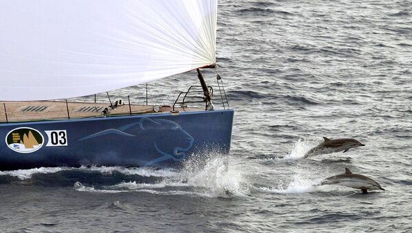 Пара дельфинов плывут перед яхтой в Сидней