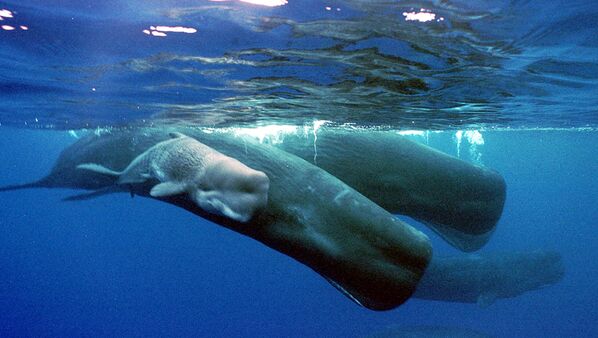23 июля всемирный день китов и дельфинов с 1986 г