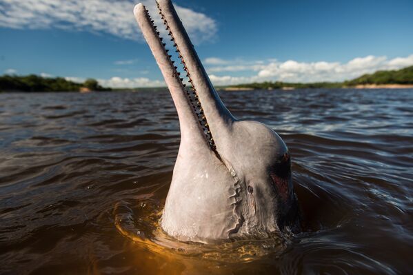 Амазонский дельфин в реке Бразилии. 2013 год