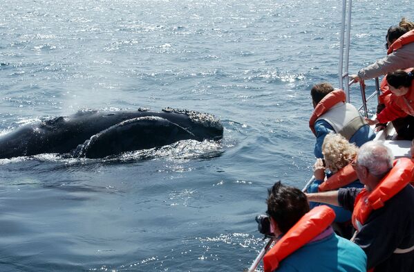 Туристы смотрят на китов в Пуэрто-Мадрин, Аргентина. 2003 год