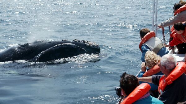Туристы смотрят на китов в Аргентине.