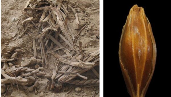 Зерна ячменя возрастом в 6 тысяч лет