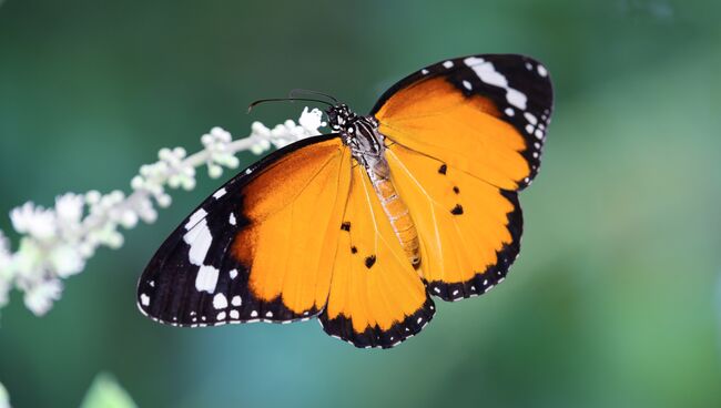 Данаида-хризиппа, африканская бабочка-монарх