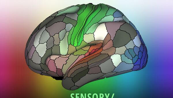 Карта коры мозга, составленная учеными