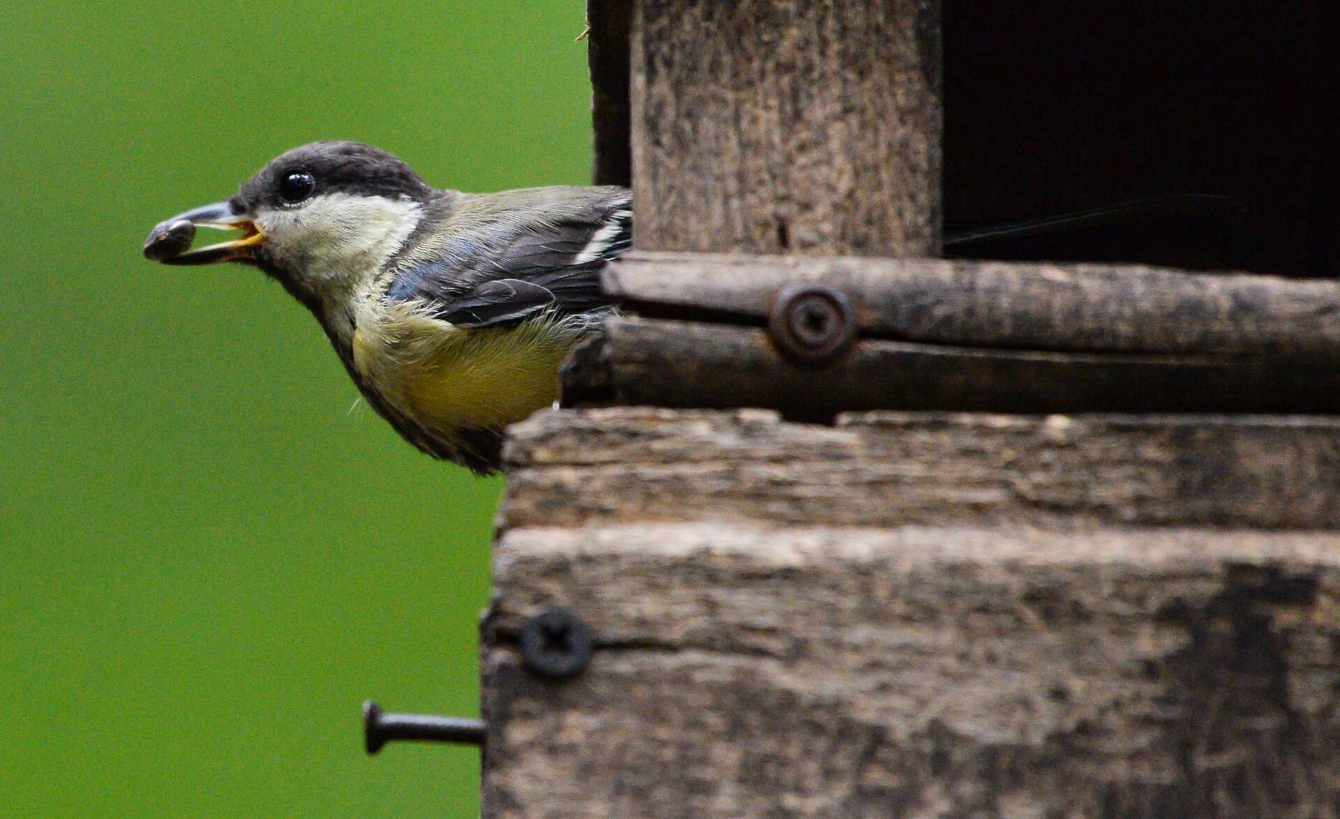 Большая синица (Parus major) в парке Сосновка в Санкт-Петербурге - РИА Новости, 1920, 08.12.2020