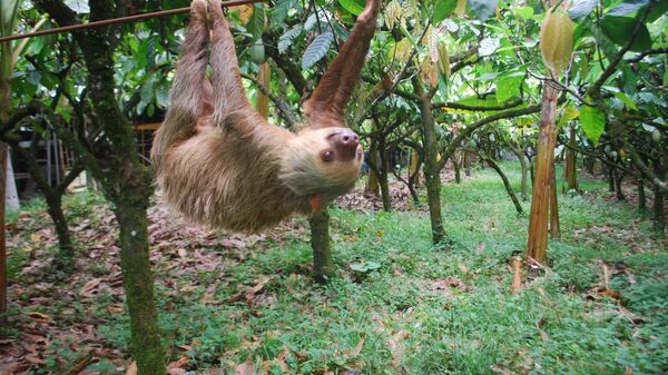 Ленивец в одной из плантаций на территории Коста-Рики