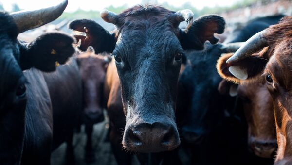 Стадо коров на сельскохозяйственной ферме. Архивное фото