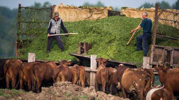 Заготовка корма для скота на сельскохозяйственной ферме. Архивное фото