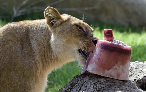 Львица лакомится замороженным угощением, чтобы легче перенести жару в зоопарке Валенсии