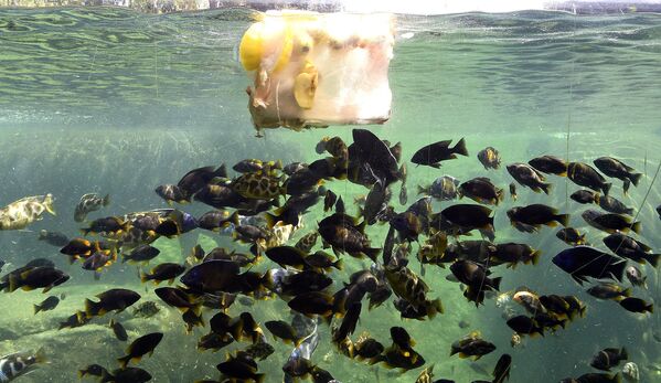 Рыбы лакомятся замороженным угощением, чтобы легче перенести жару в зоопарке Валенсии