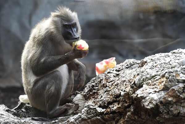 Бабуин лакомится замороженным угощением, чтобы легче перенести жару в зоопарке Валенсии