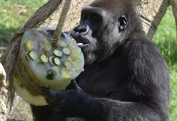 Горилла лакомится замороженным угощением, чтобы легче перенести жару в зоопарке Валенсии